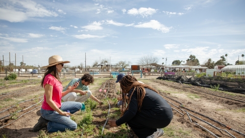 A group of people working on a farm plot.