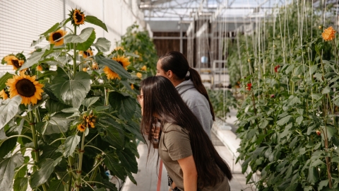 Two people are standing in between a row of sunflowers. They are both leaning forward and looking at the sunflowers to the left of them.