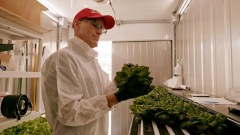 A researcher in a protective gown and gloves inspects a head of lettuce. 