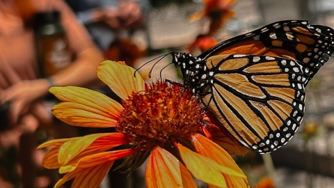 A close up of a monarch butterfly on a flower