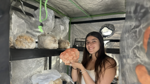 a person holding up an orange mushroom, surrounded by other mushrooms growing on substrate