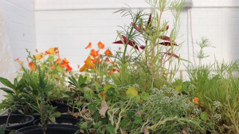 Bright flowers are in black pots inside a greenhouse.