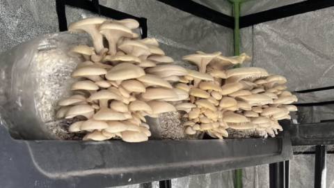 Two rows of mushrooms growing on a shelf