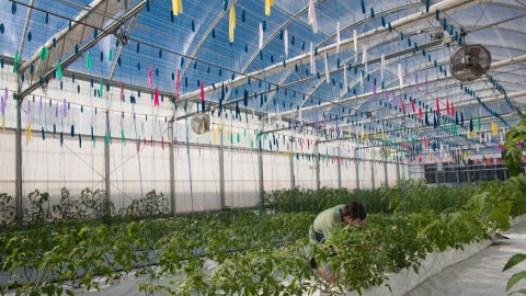 A person tending to various hydroponic plants in a greenhouse.