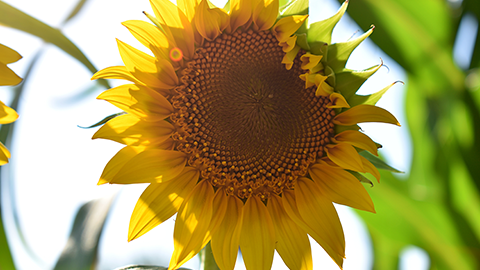 Photo of single sunflower